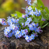 Britt-Inger Lydén Thors