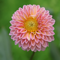 Ann-Kristin Gustafsson